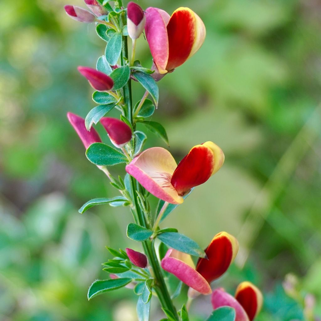 Retama negra Andreanus - Cytisus scoparius