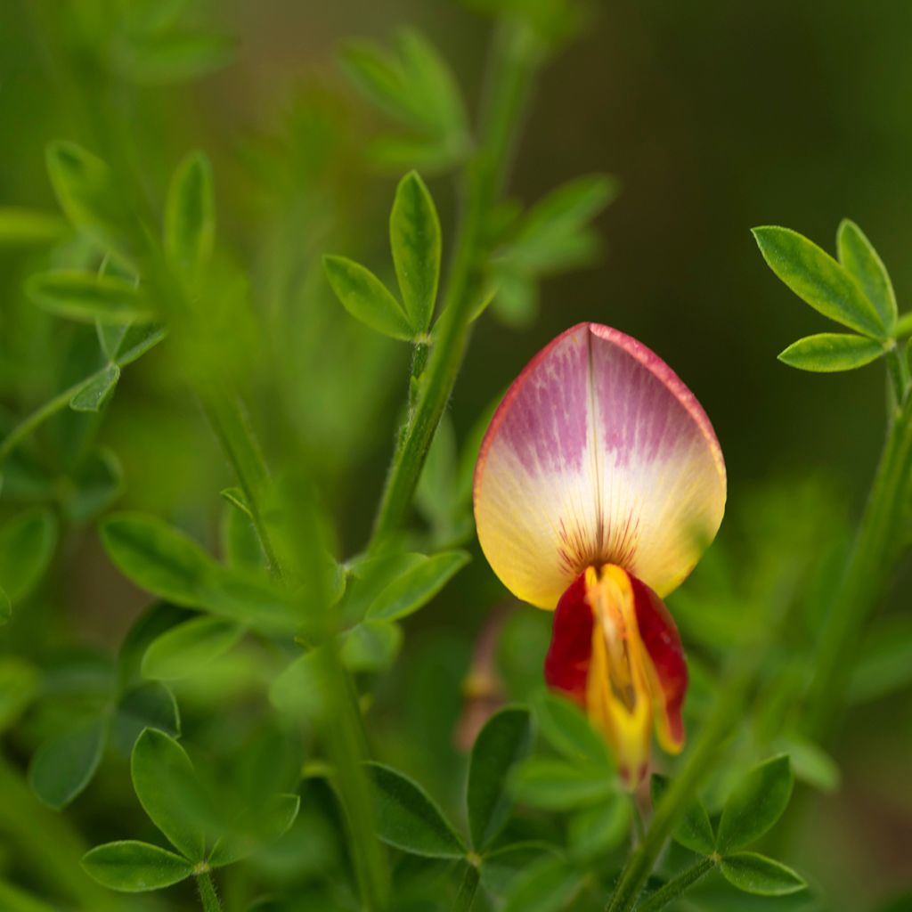 Retama negra Andreanus - Cytisus scoparius