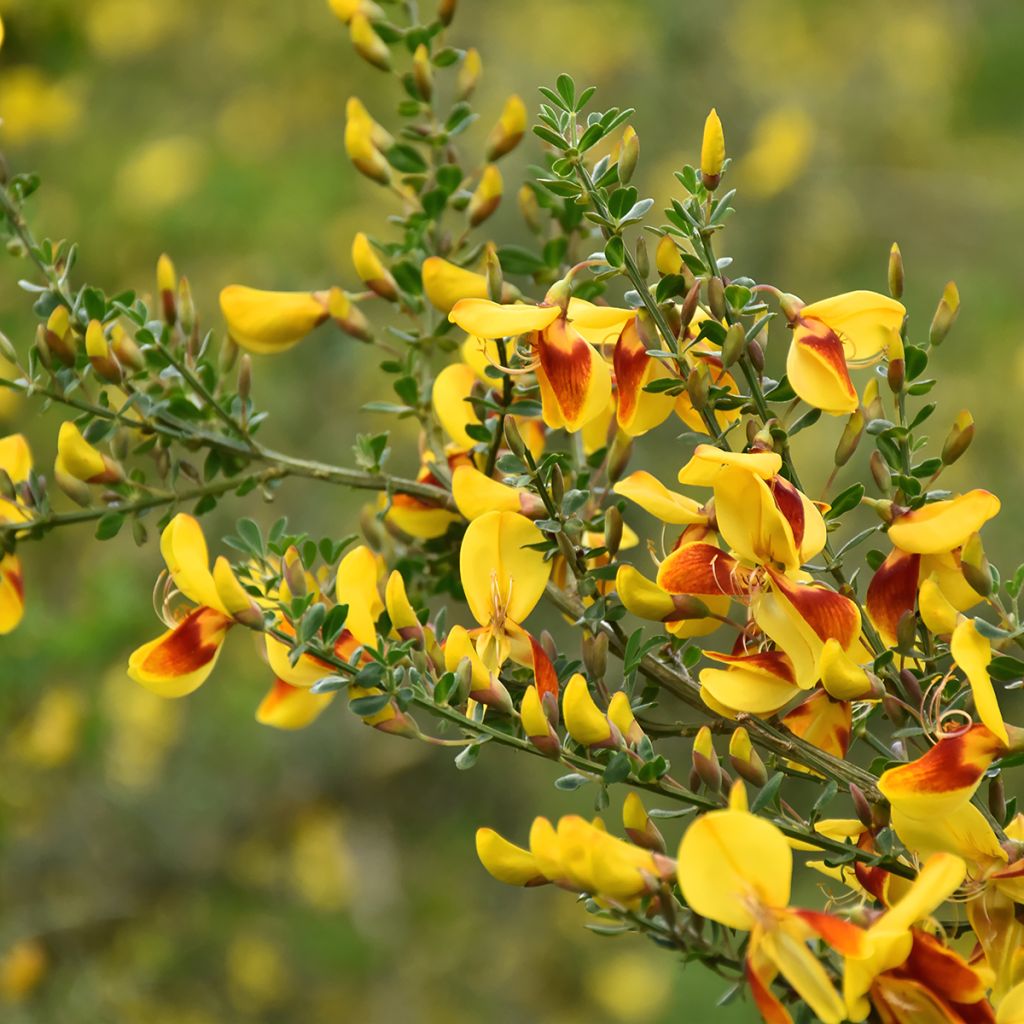 Retama negra Andreanus - Cytisus scoparius