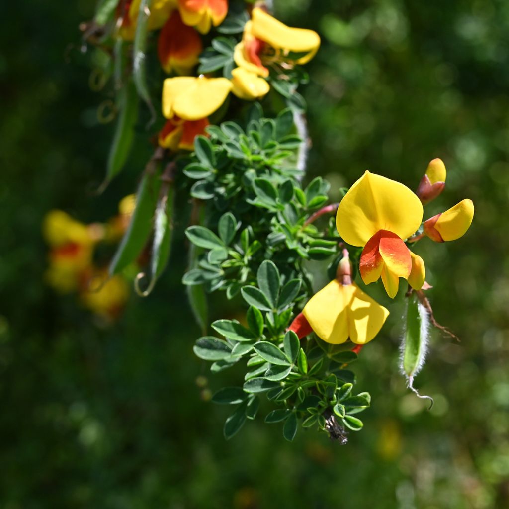 Retama negra Andreanus - Cytisus scoparius