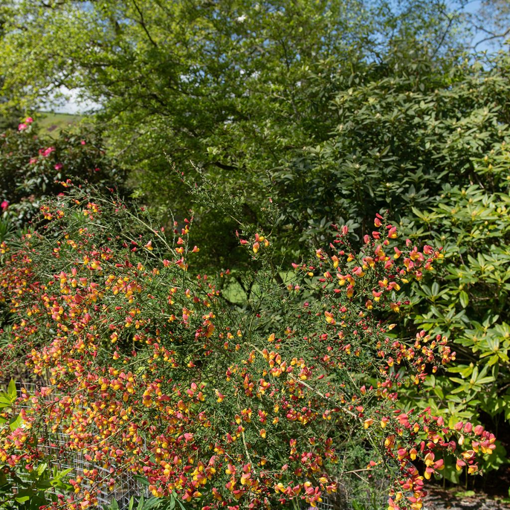 Retama negra La Coquette - Cytisus scoparius