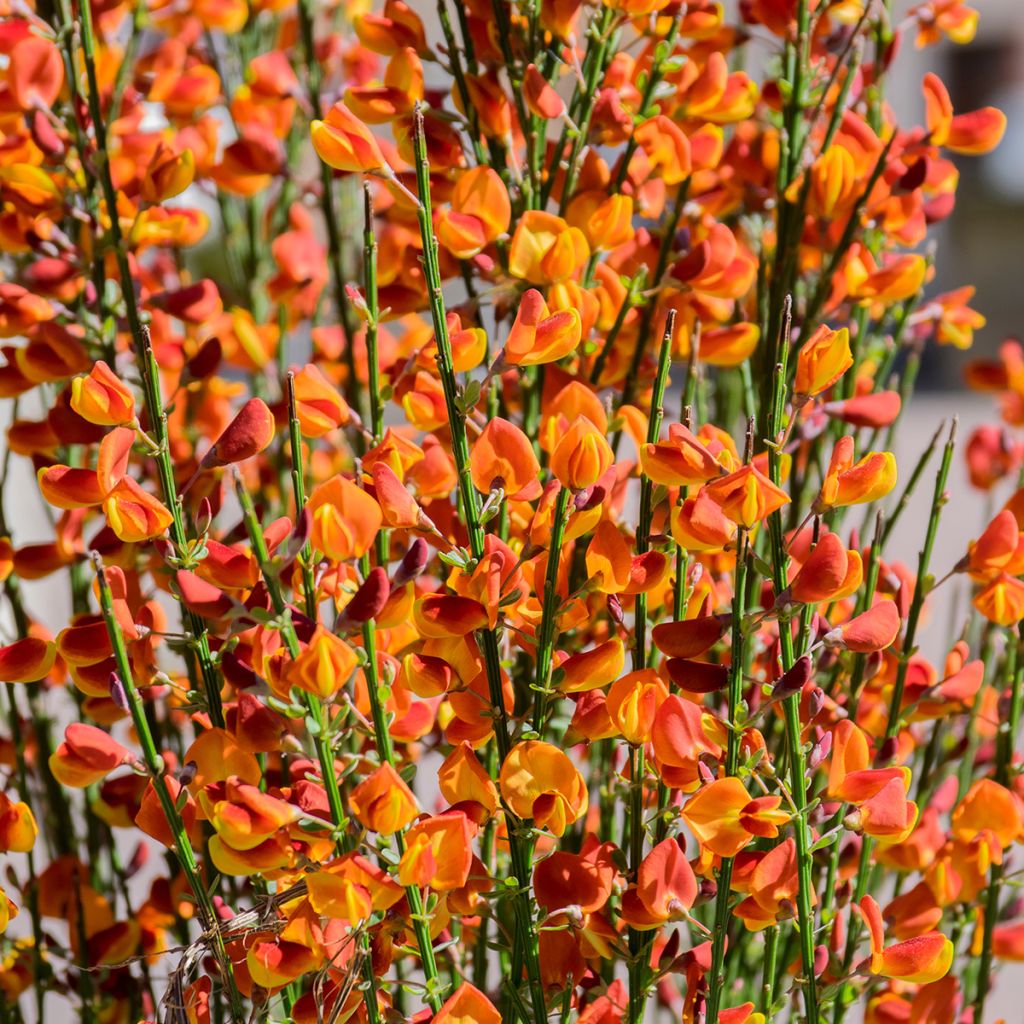Retama negra Cytisus Lena - Cytisus scoparius