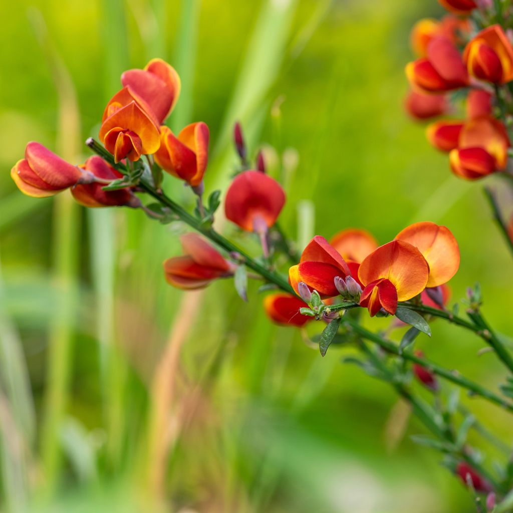 Retama negra Cytisus Lena - Cytisus scoparius