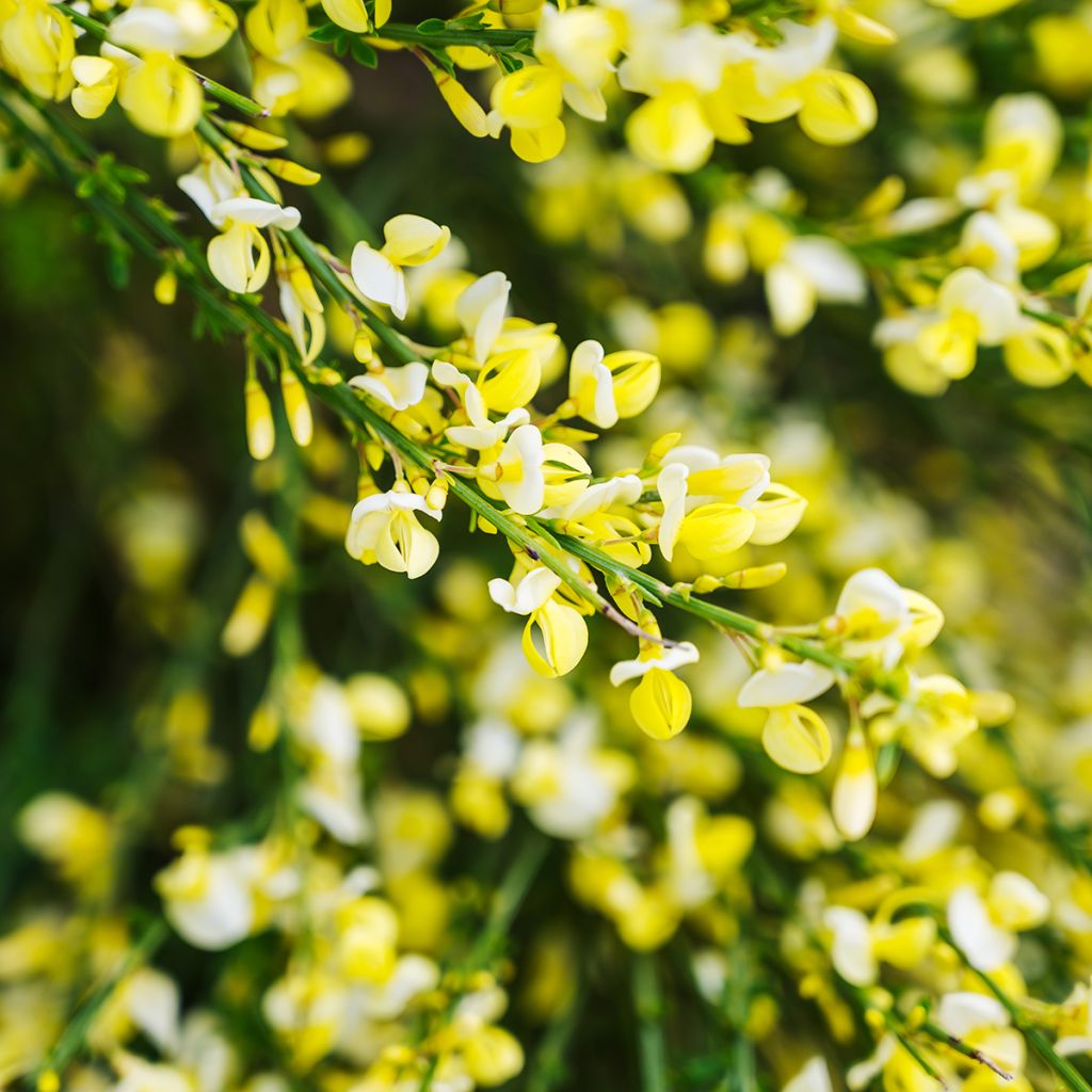 Retama negra Luna - Cytisus scoparius