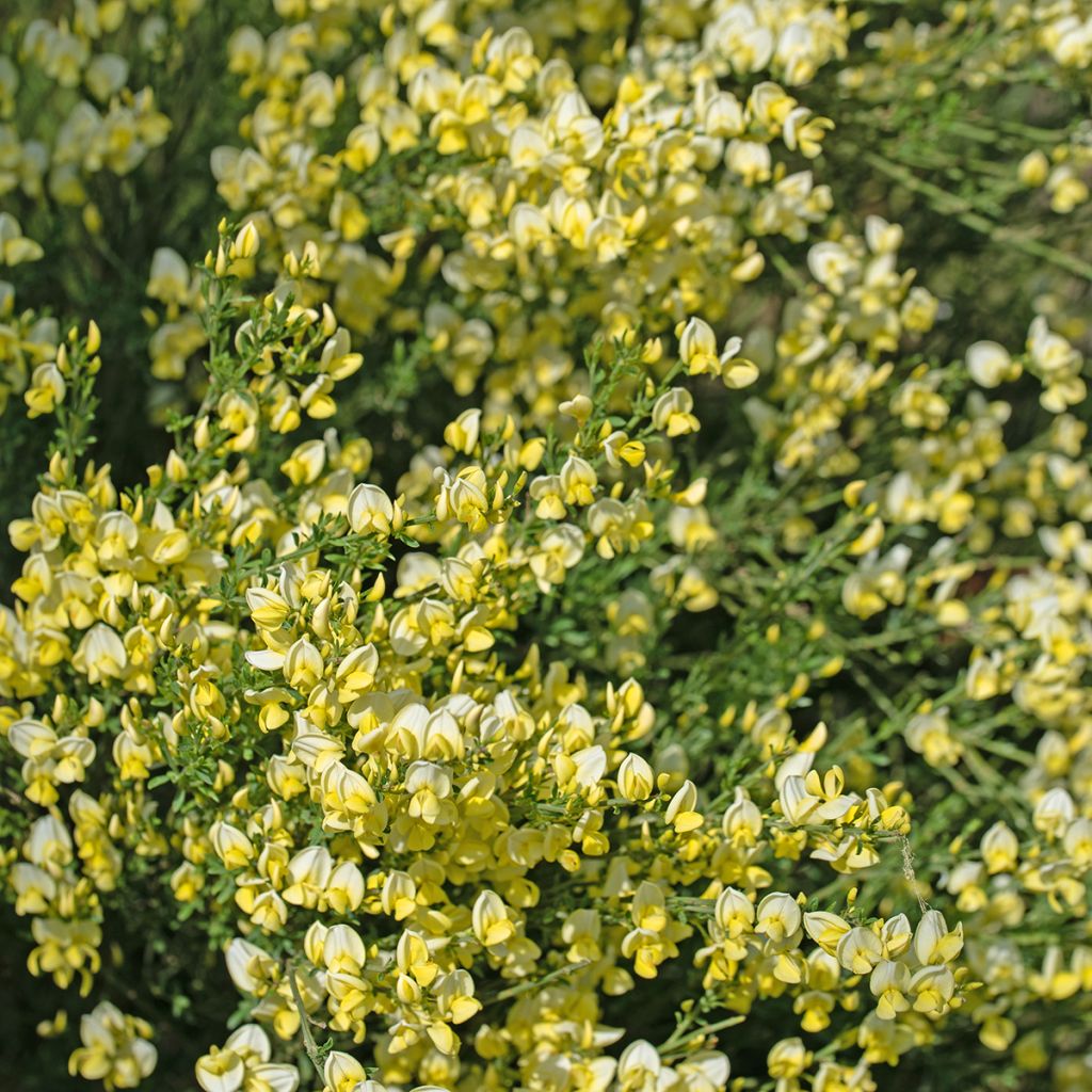Retama negra Luna - Cytisus scoparius