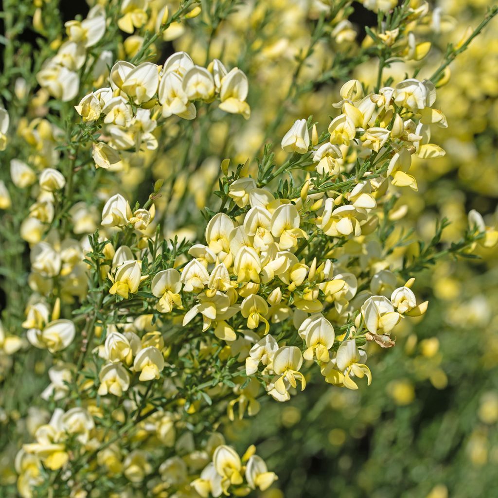 Retama negra Luna - Cytisus scoparius