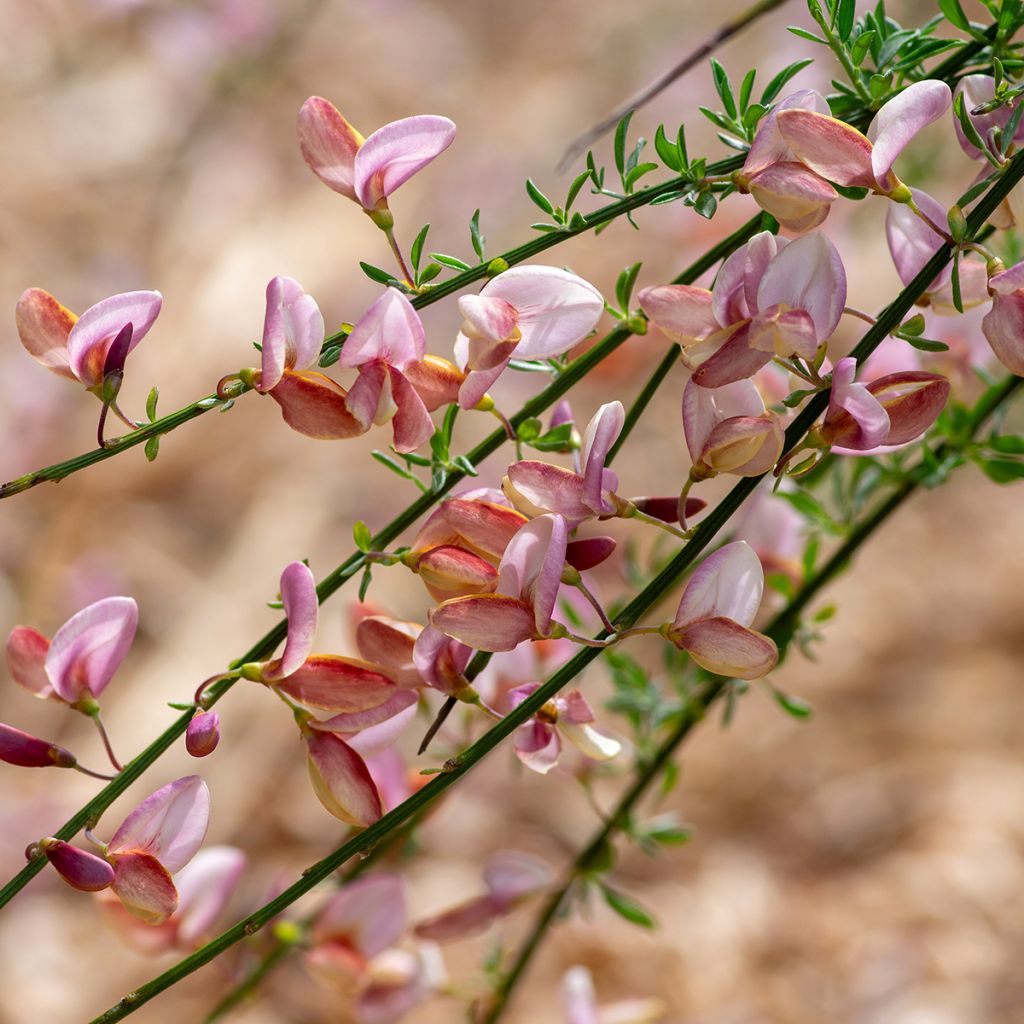 Retama negra Moyclare Pink - Cytisus scoparius