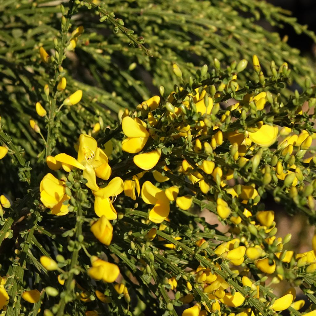 Retama negra Golden Tears - Cytisus scoparius