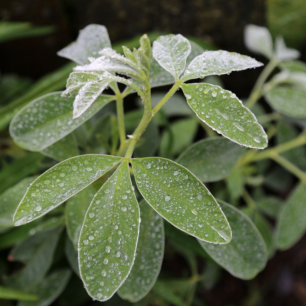 Cytisus battandieri - Cytisus piña