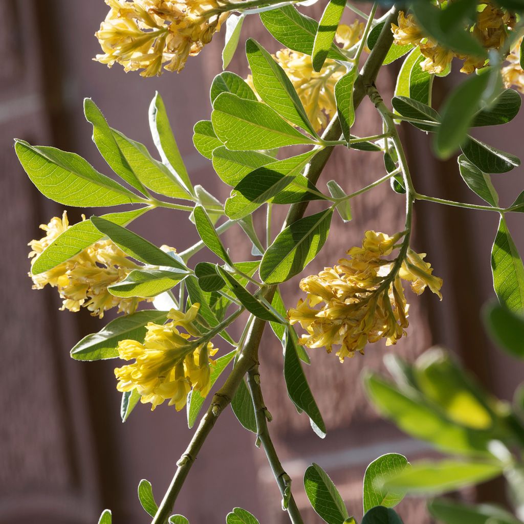 Cytisus battandieri - Cytisus piña