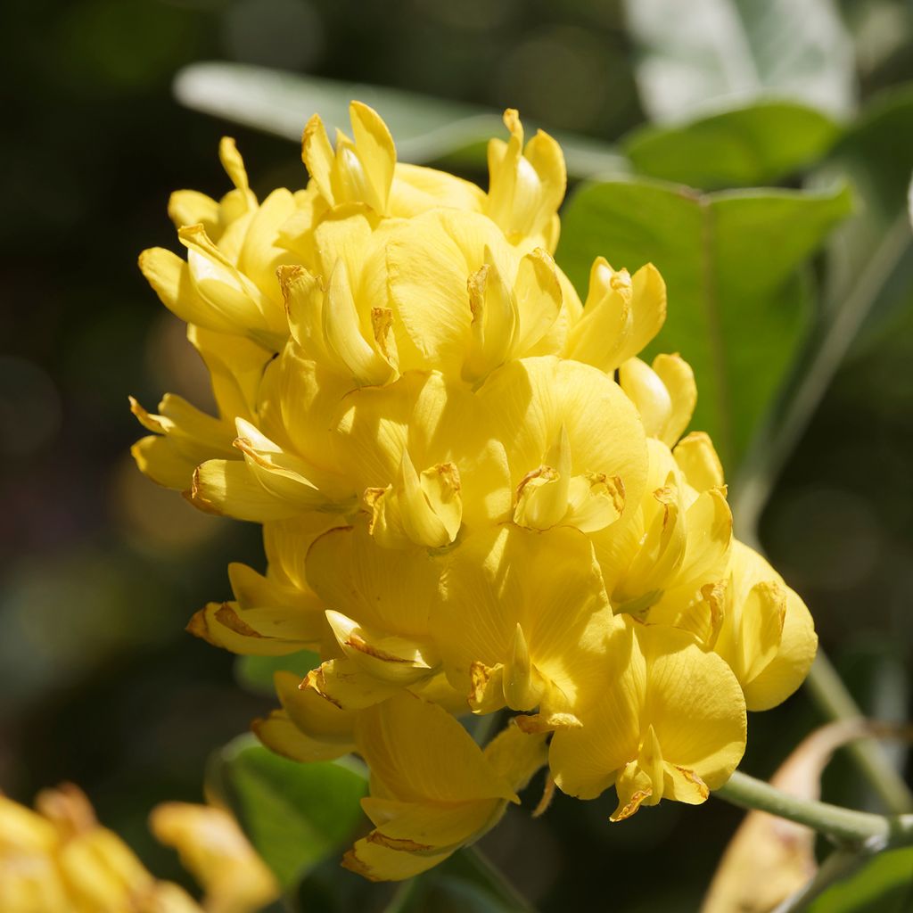 Cytisus battandieri - Cytisus piña