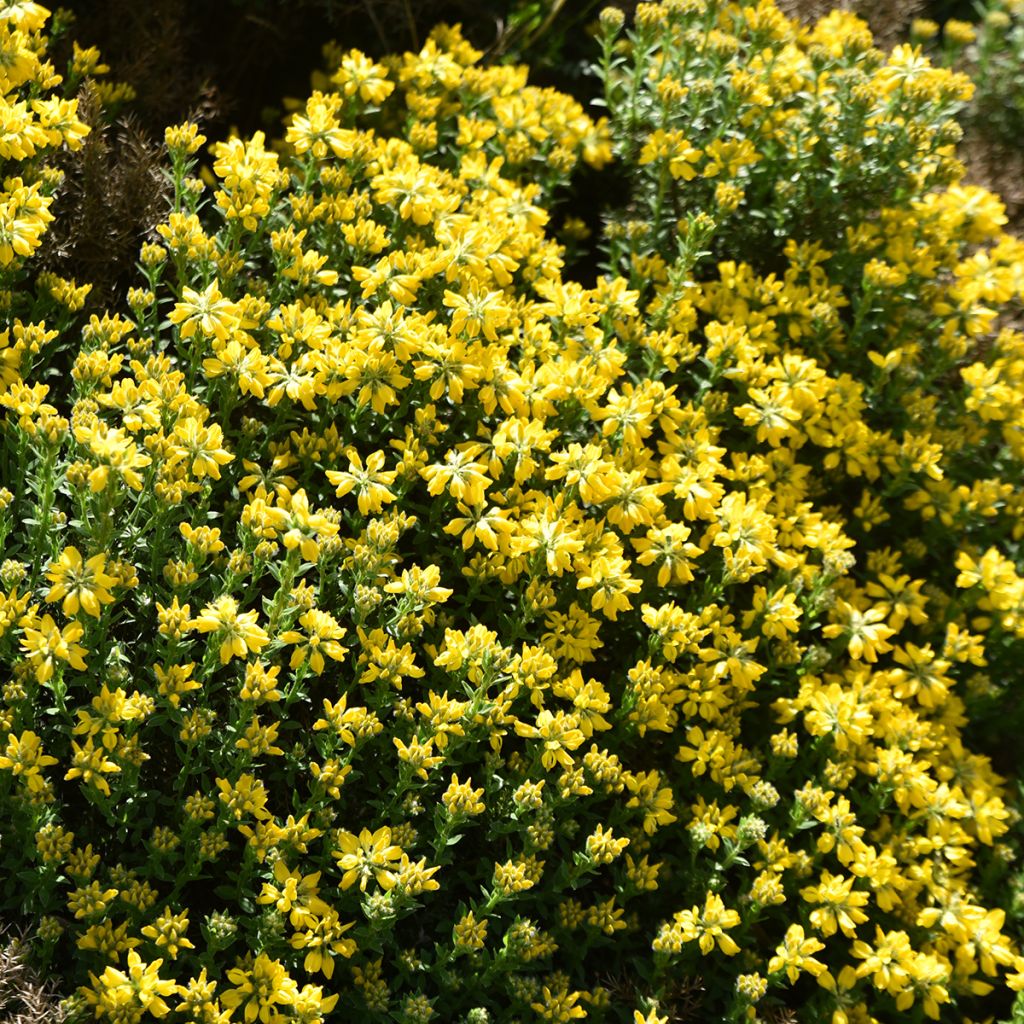 Genista hispanica - Abulaga