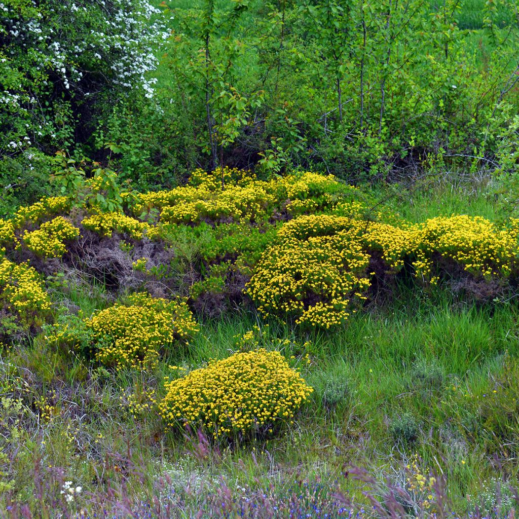 Genista hispanica - Abulaga