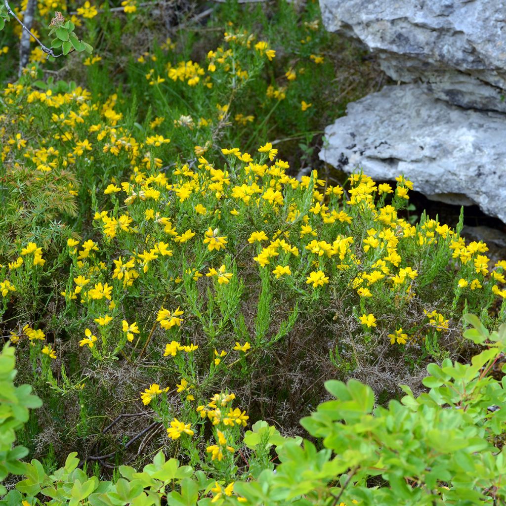 Genista hispanica - Abulaga