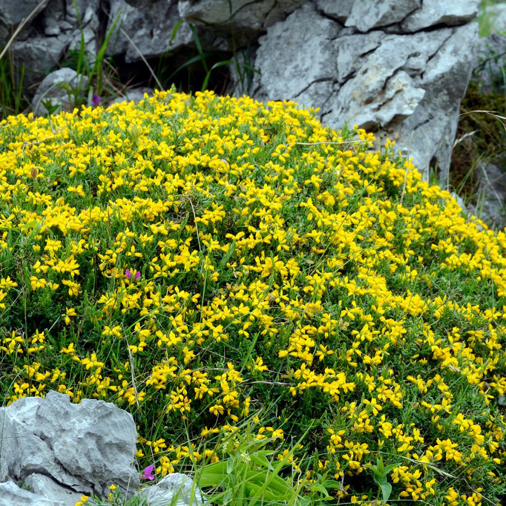 Genista hispanica - Abulaga