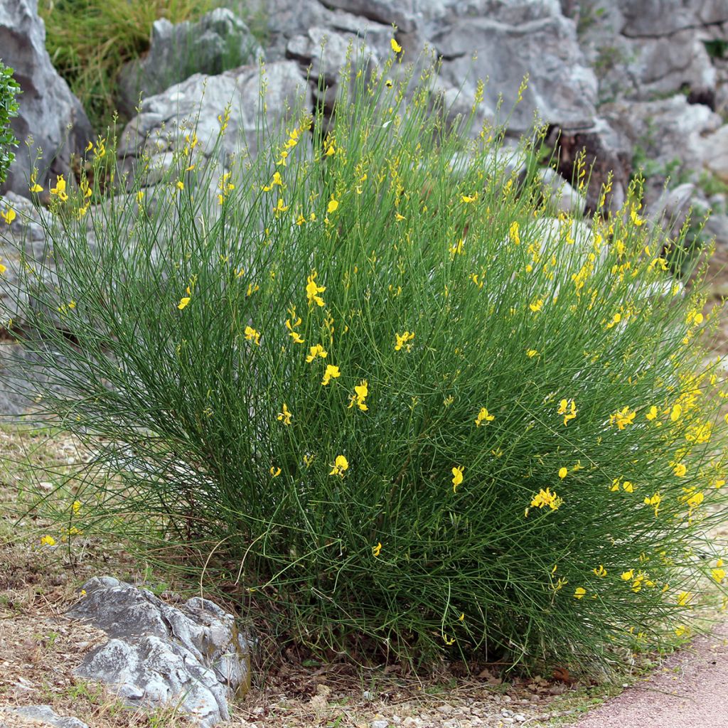 Spartium junceum - Gayomba