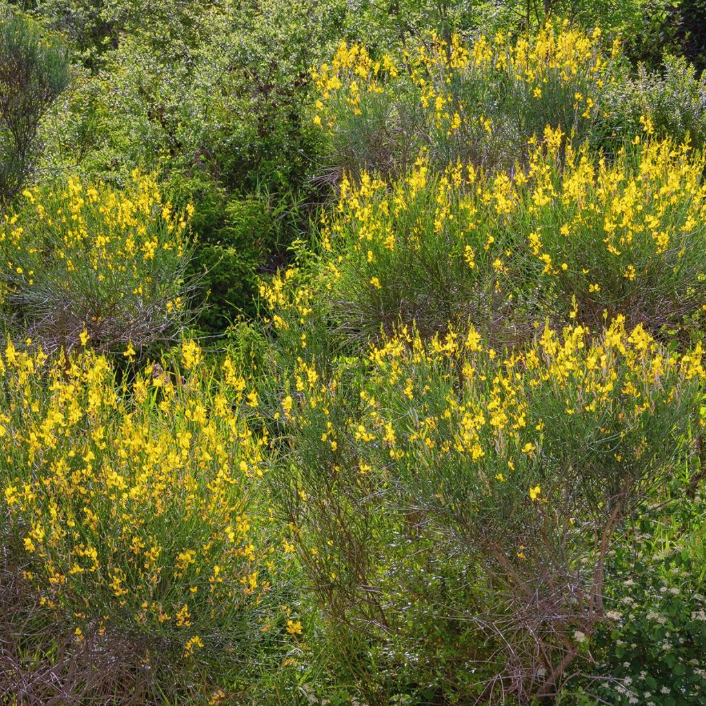 Spartium junceum - Gayomba