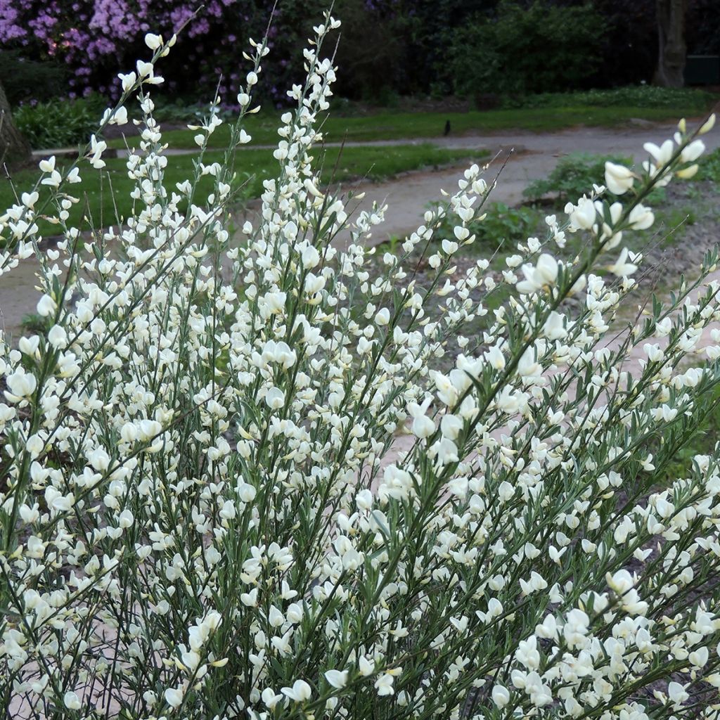 Cytisus praecox Albus
