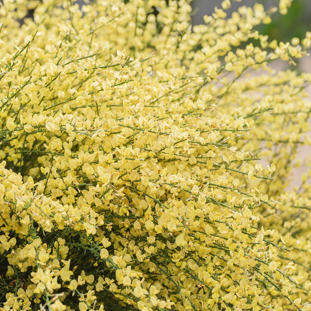 Cytisus praecox - Retama de colores