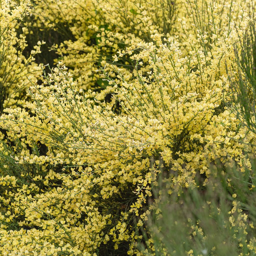 Cytisus praecox - Retama de colores