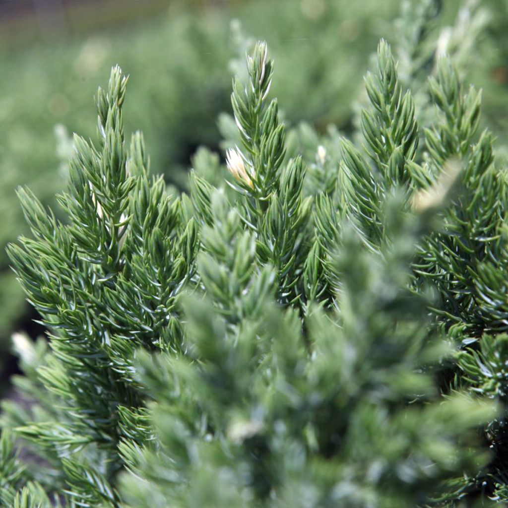 Juniperus chinensis Expansa Variegata - Enebro de la China