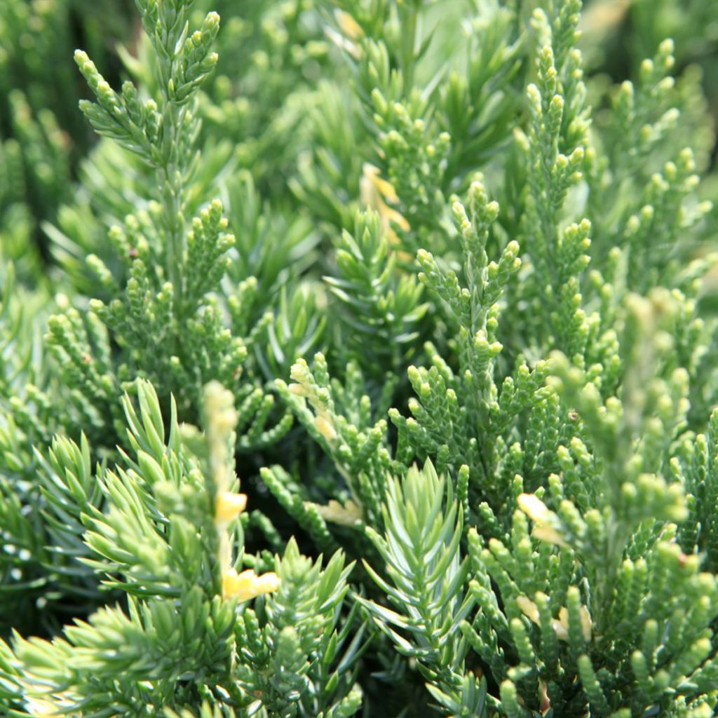 Juniperus chinensis Expansa Variegata - Enebro de la China