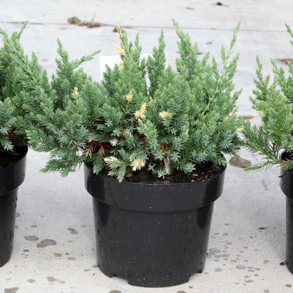 Juniperus chinensis Expansa Variegata - Enebro de la China