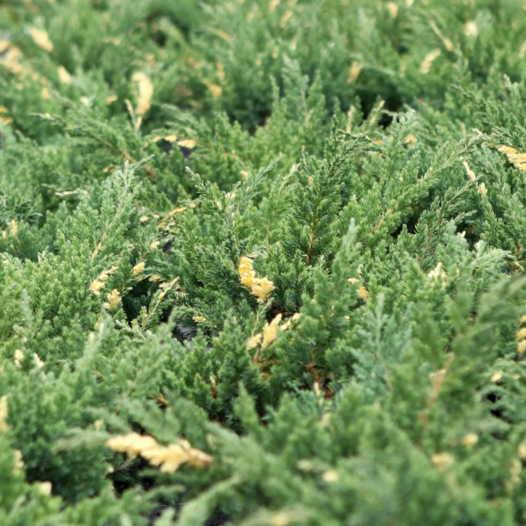 Juniperus chinensis Expansa Variegata - Enebro de la China