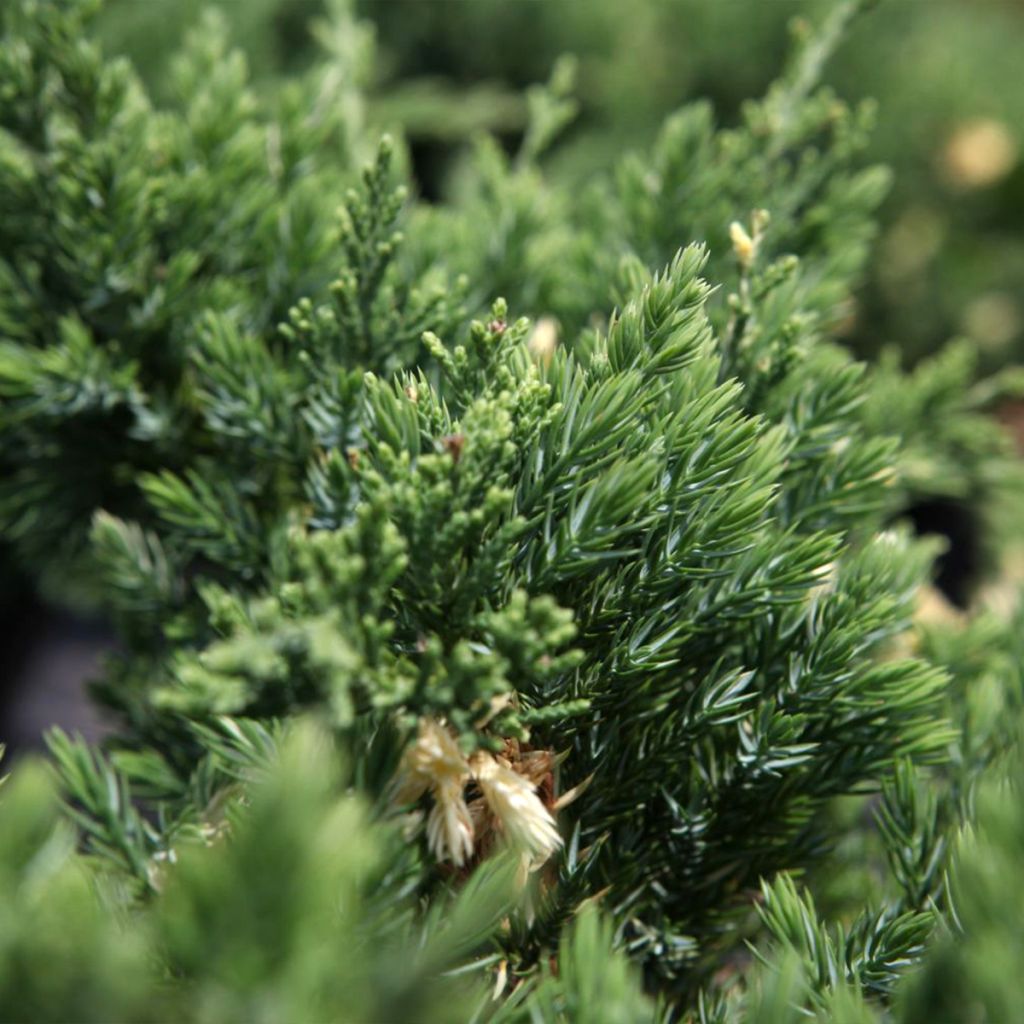 Juniperus chinensis Expansa Variegata - Enebro de la China