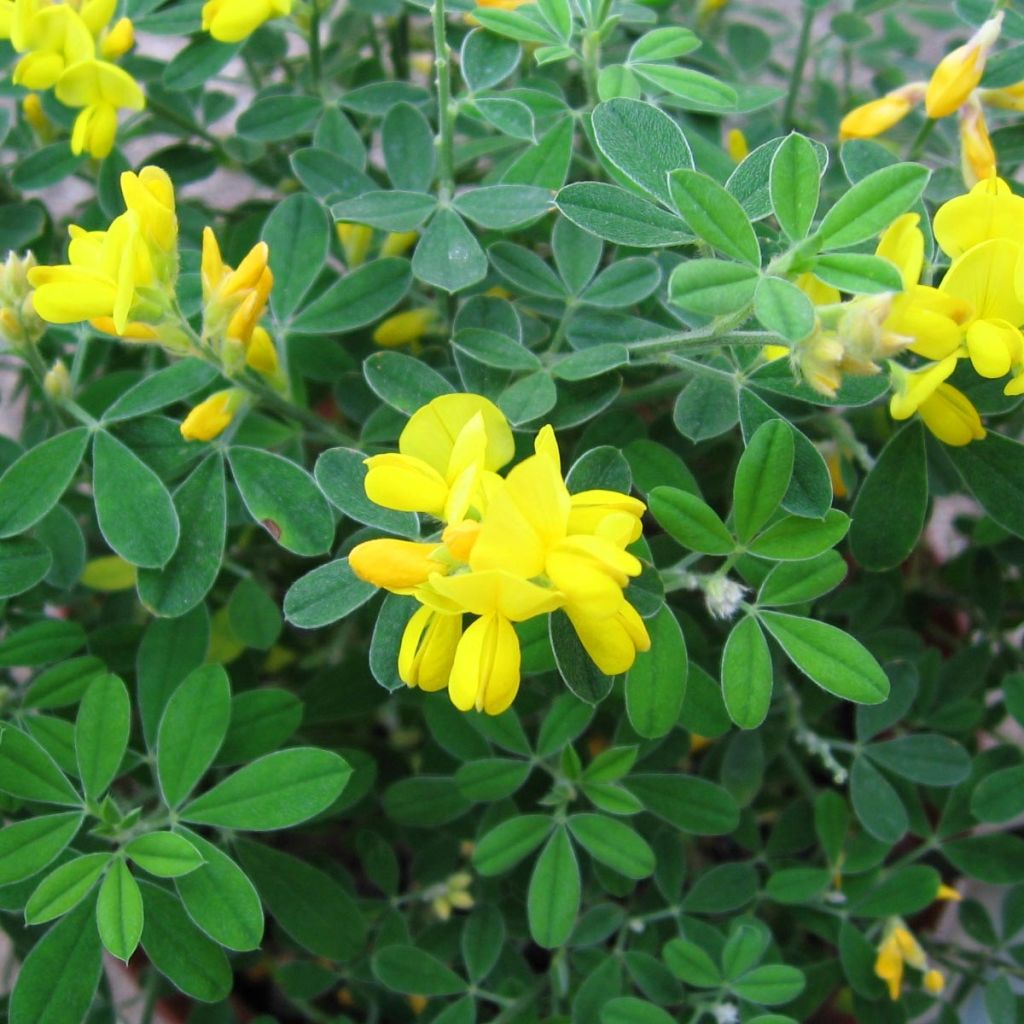 Genista Porlock - Retama de tintes