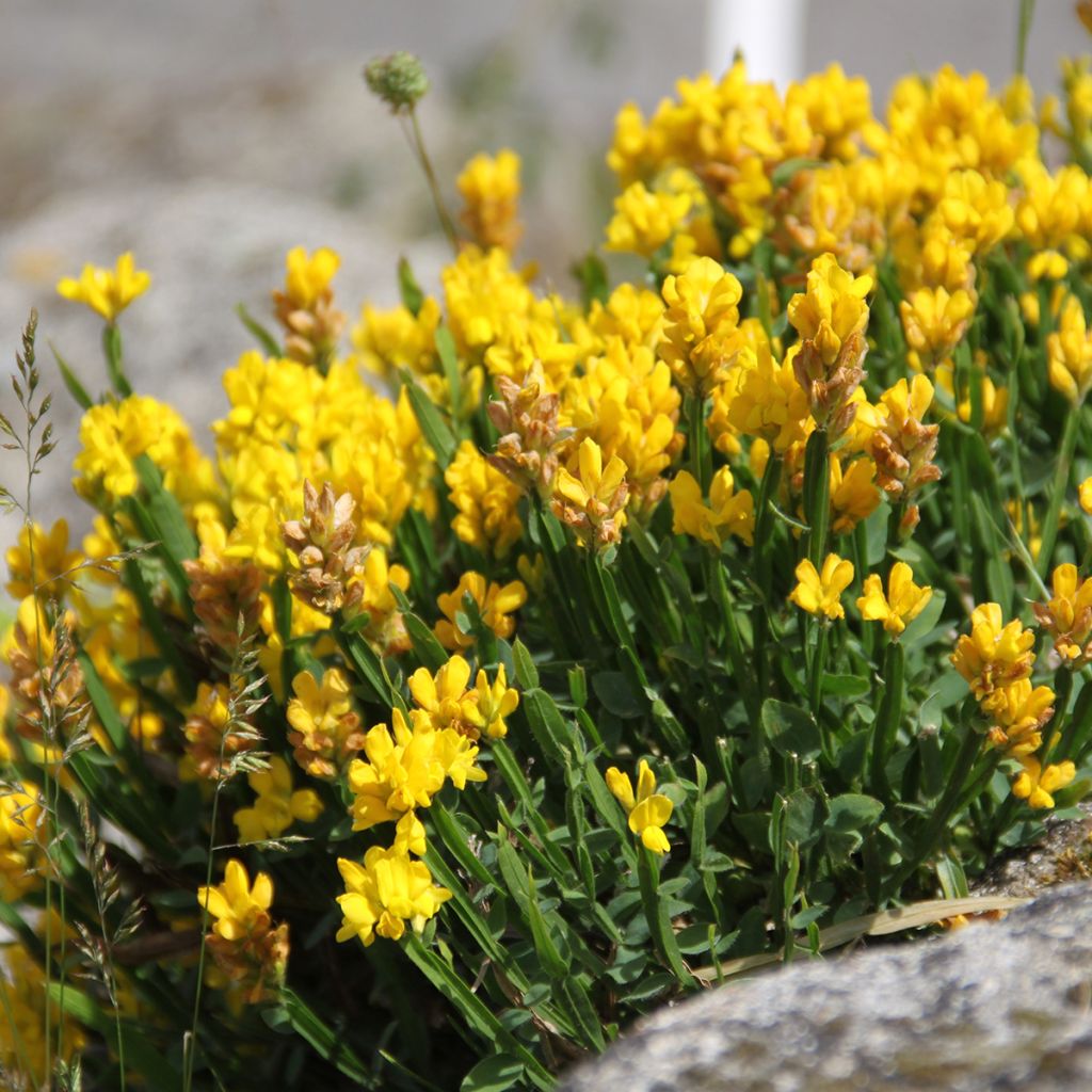Genista sagittalis - Carquexia fina