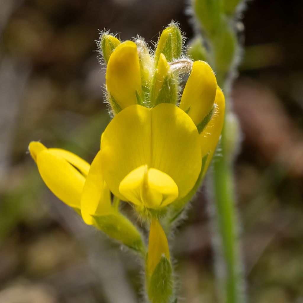 Genista sagittalis - Carquexia fina