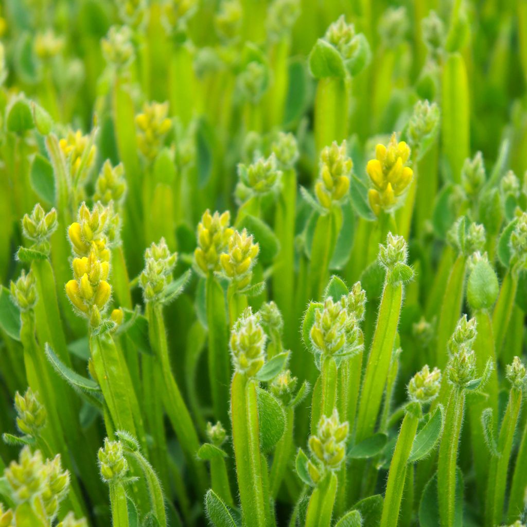 Genista sagittalis - Carquexia fina