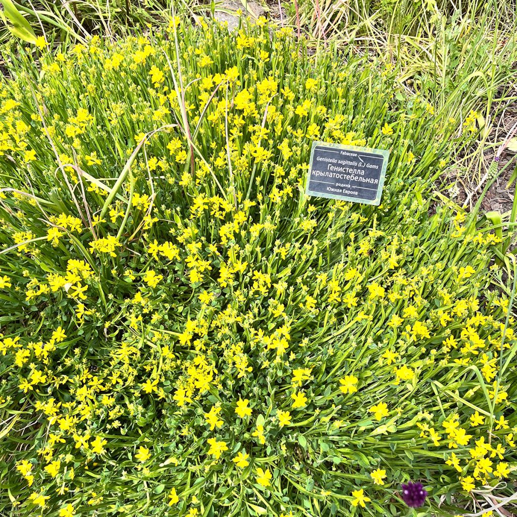 Genista sagittalis - Carquexia fina