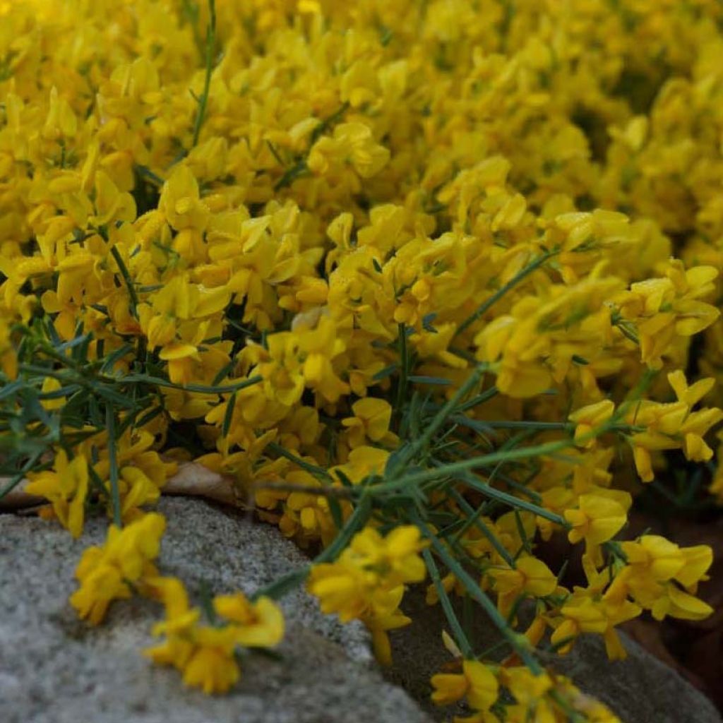 Genista tinctoria Royal Gold - Retama de tintes