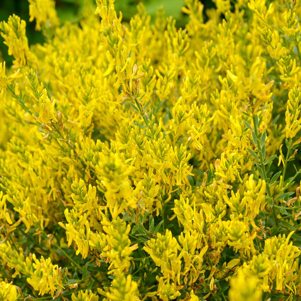 Genista tinctoria Royal Gold - Retama de tintes