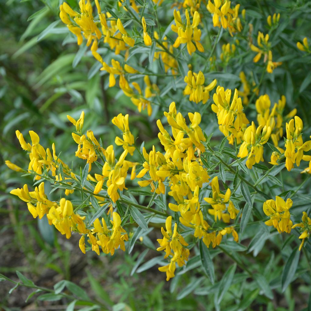 Genista tinctoria Royal Gold - Retama de tintes