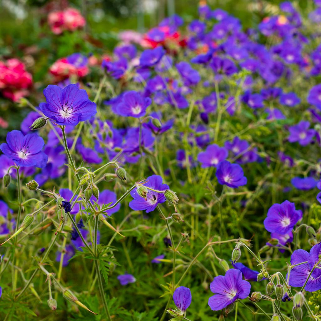 Geranium Eureka Blue - Geranio vivaz