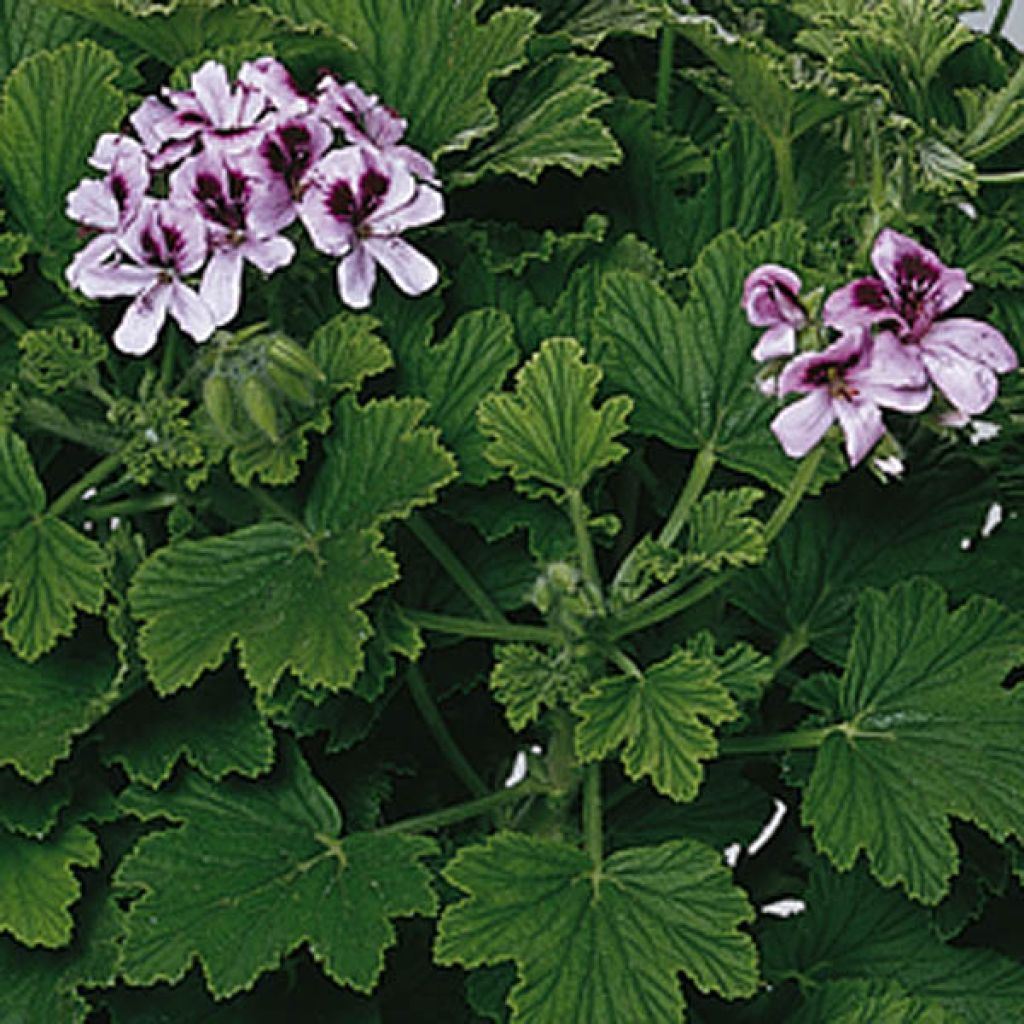 Geranio Orange Fizz- Pelargonium