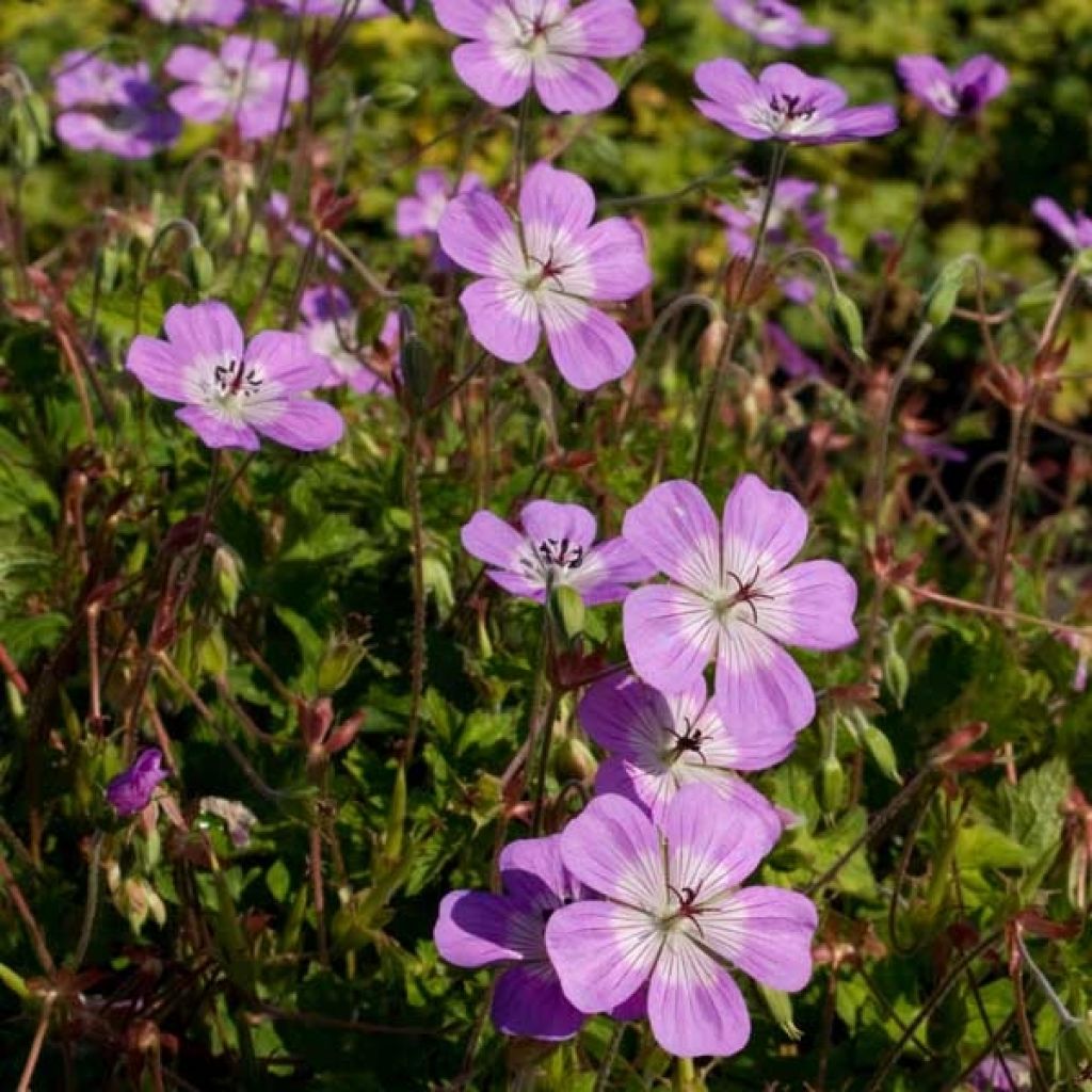 Geranium vivace Silvias surprise