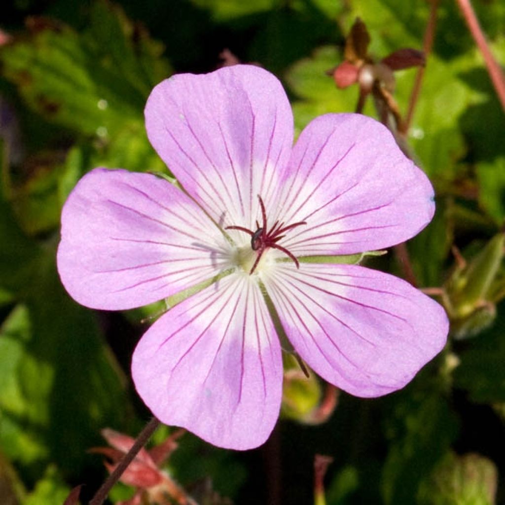 Geranium vivace Silvias surprise