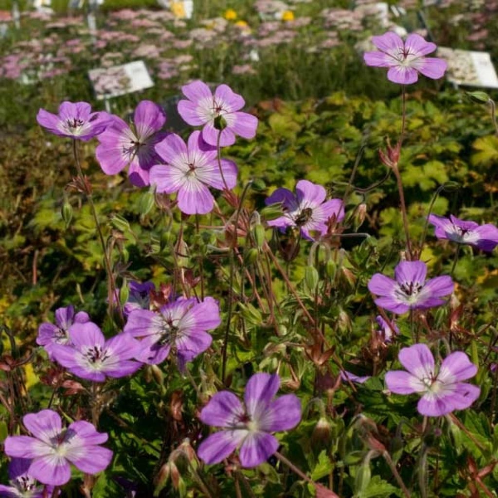 Geranium vivace Silvias surprise