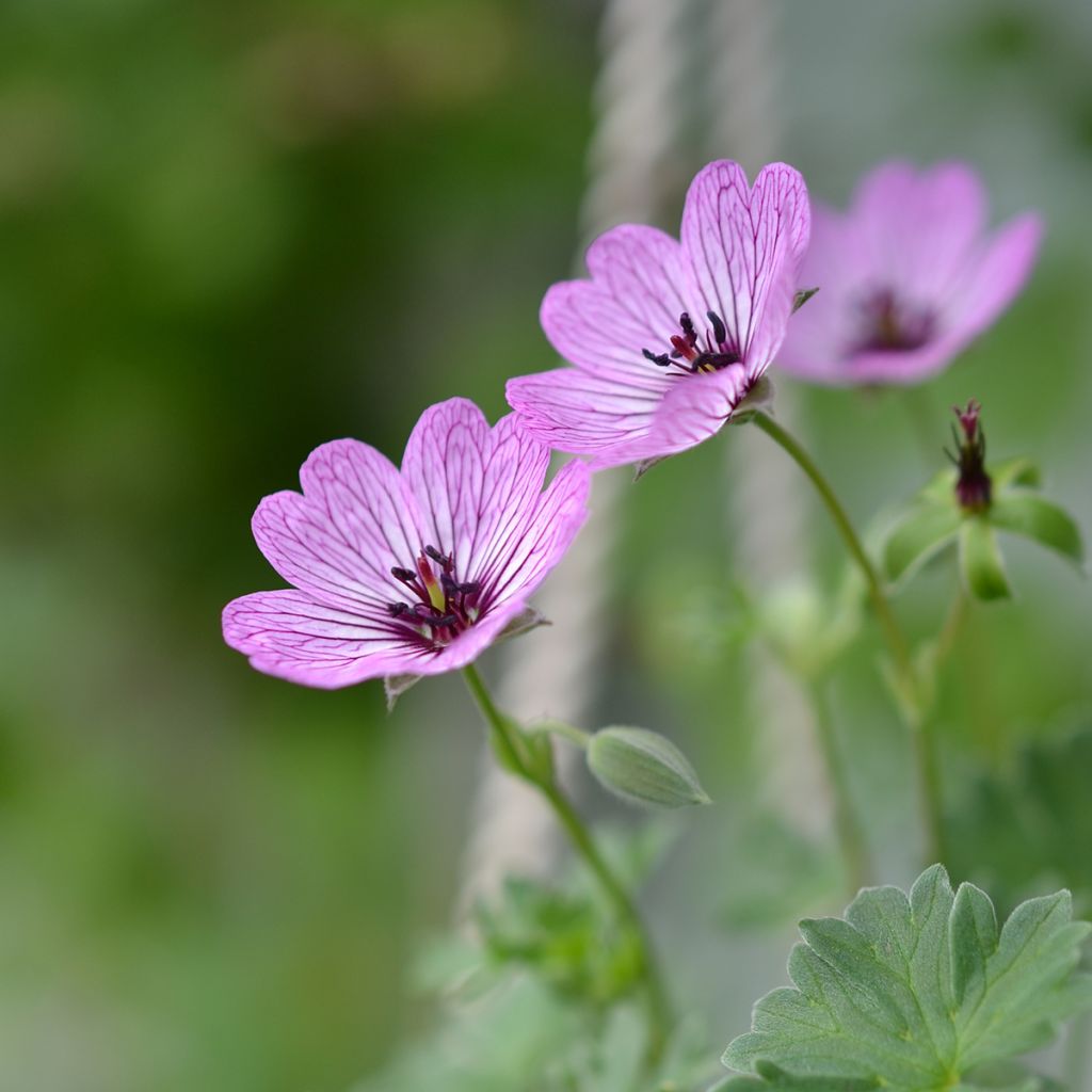 Geranium cinereum Ballerina - Geranio vivaz