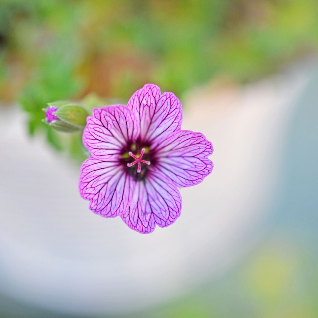 Geranium cinereum Ballerina - Geranio vivaz
