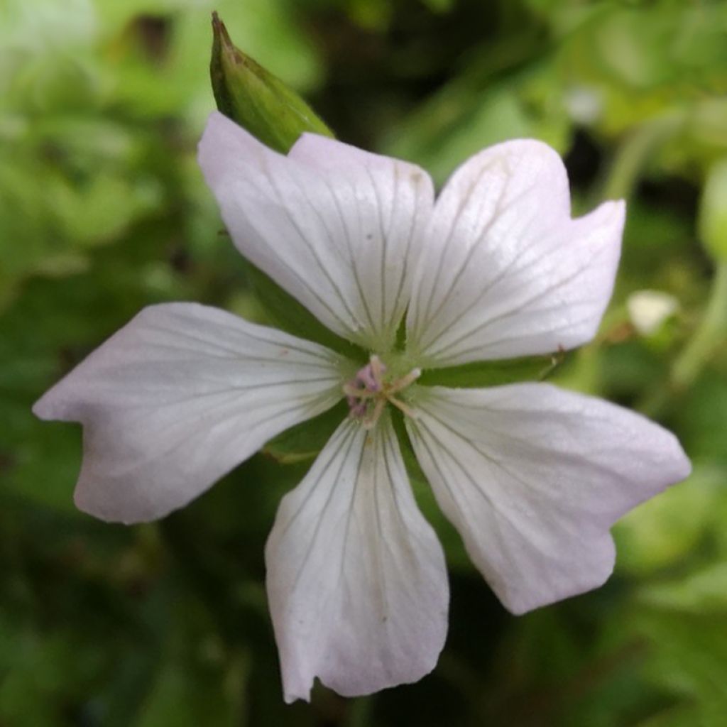 Geranio oxonianum Ankum's White - Geranio vivaz