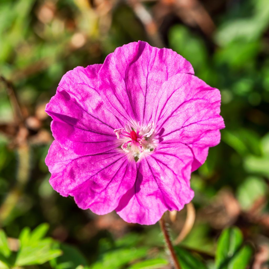 Geranio de sangre Ankum's Pride - Geranium sanguineum