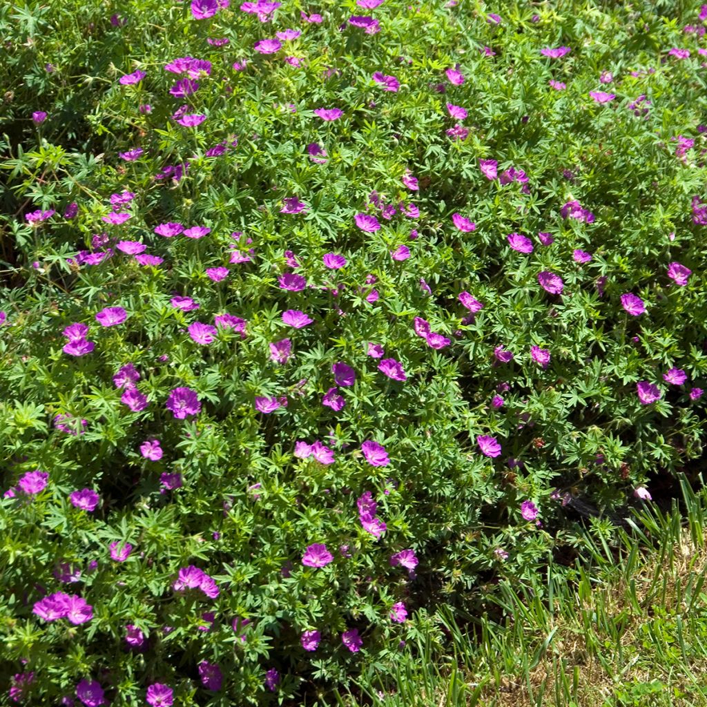 Geranio de sangre Compactum - Geranium sanguineum