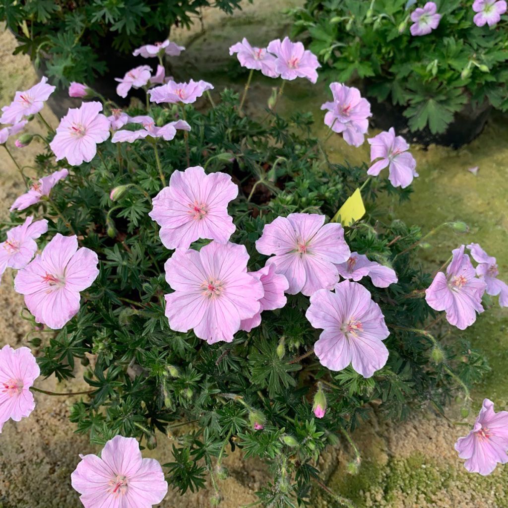 Geranium sanguineum Frivolius Pink - Geranio de sangre