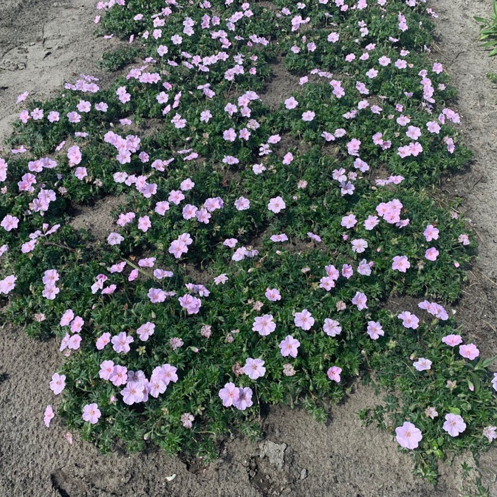 Geranium sanguineum Frivolius Pink - Geranio de sangre