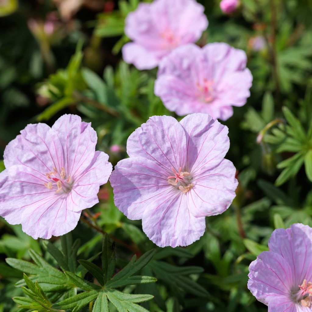 Geranium sanguineum Frivolius Pink - Geranio de sangre